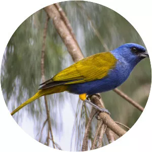 Blue-capped tanager - Bird