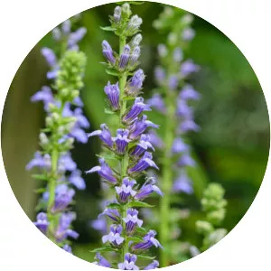 Blue cardinal flower - Plants