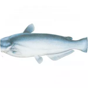 Blue catfish