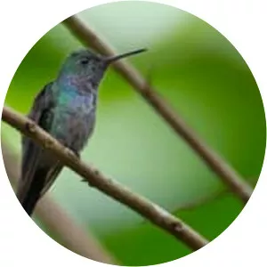 Blue-chested hummingbird