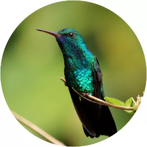 Blue-chinned sapphire