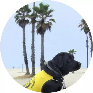 Blue-Collar Dogs - TV program