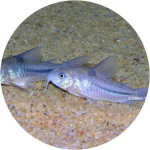 Blue corydoras