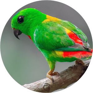 Blue-crowned hanging parrot