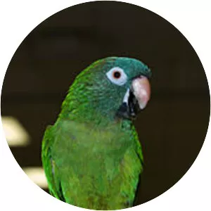 Blue-crowned parakeet