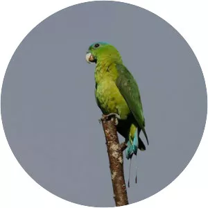 Blue-crowned racket-tail