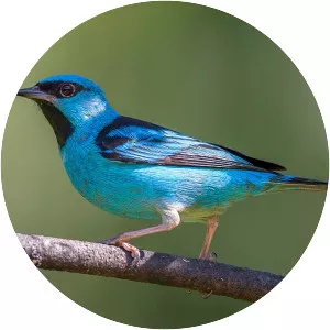 Blue dacnis - Bird