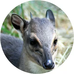 Blue duiker - Animal