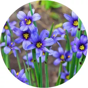 Blue-eyed grass
