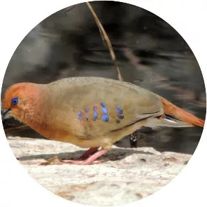 Blue-eyed ground dove