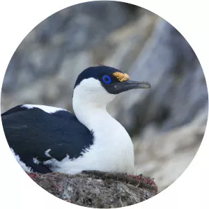 Blue-eyed shag - 