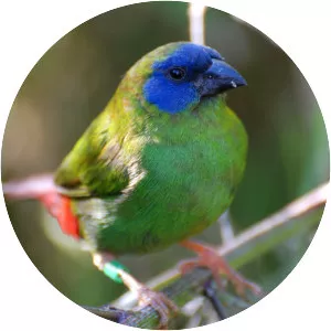 Blue-faced parrotfinch