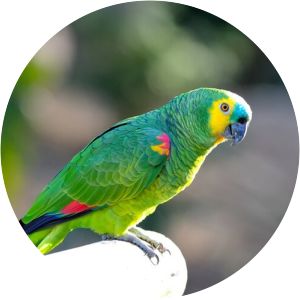 Blue-fronted amazon - Birds