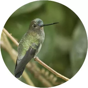 Blue-fronted lancebill - Bird
