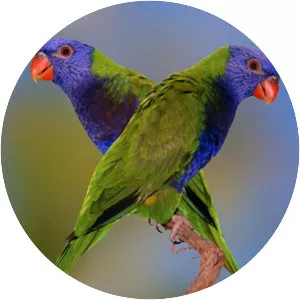 Blue-fronted lorikeet