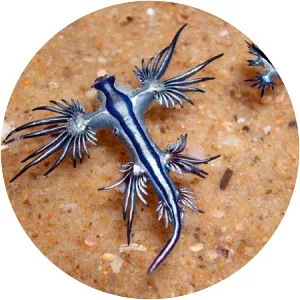 Blue glaucus