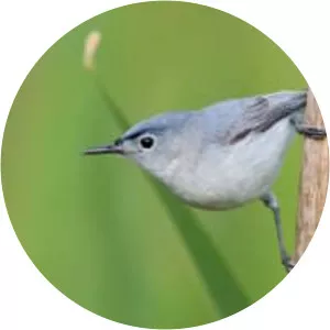 Blue-gray gnatcatcher