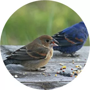 Blue grosbeak