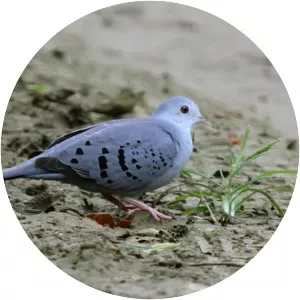 Blue ground dove