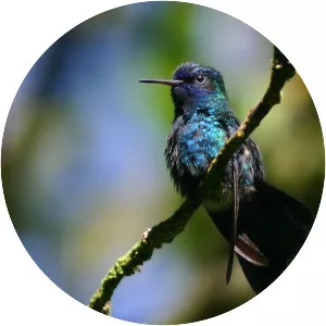 Blue-headed hummingbird