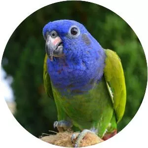 Blue-headed parrot - Birds