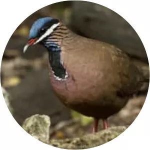 Blue-headed quail-dove - Bird