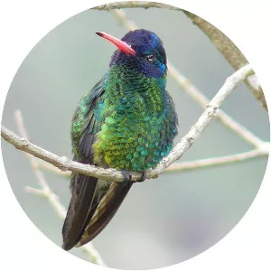 Blue-headed sapphire