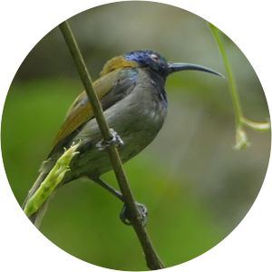 Blue-headed sunbird