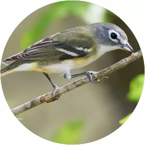 Blue-headed vireo - Birds