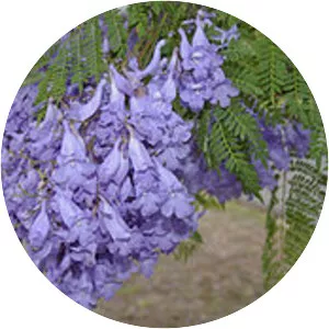 Blue Jacaranda