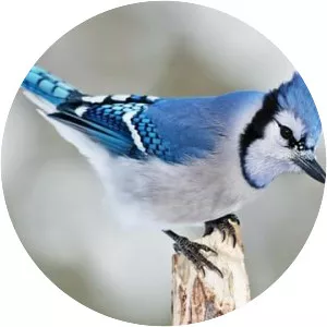 Blue Jay  - Comic book character