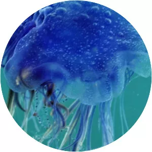 Blue jellyfish