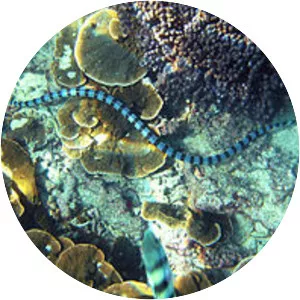 Blue-lipped sea krait