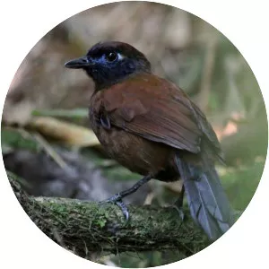 Blue-lored antbird - Bird