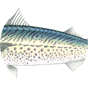 Blue mackerel