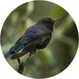 Blue-mantled thornbill