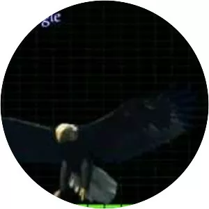 Blue Mountain Eagle  - Rock band