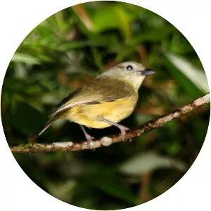 Blue Mountain vireo