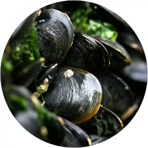 Blue mussel