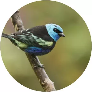 Blue-necked tanager