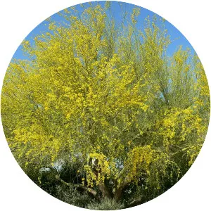 Blue palo verde - Plants