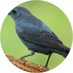 Blue rock thrush
