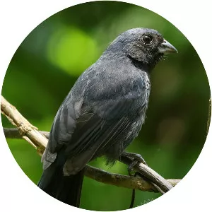 Blue seedeater - Bird