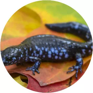 Blue-spotted salamander