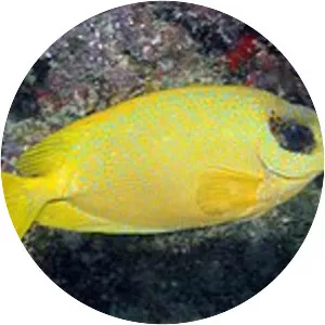 Blue-spotted spinefoot