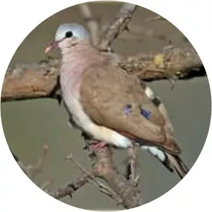 Blue-spotted wood dove - 