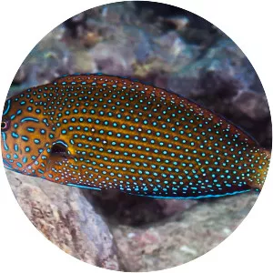 Blue-spotted wrasse