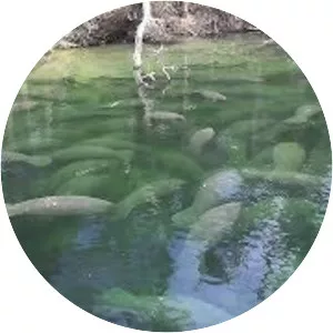 Blue Spring State Park - 