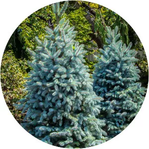 Blue spruce - Plants