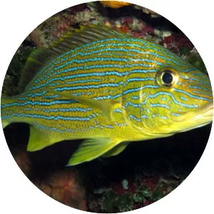 Blue striped grunt